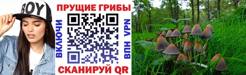 Псилоцибиновые грибы MAGIC MUSHROOMS  Торжок 